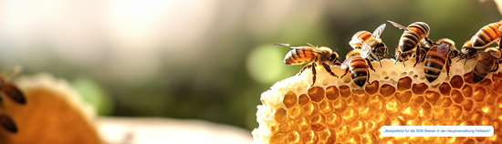 Mehrere Bienen sitzen auf einer Honigwabe.