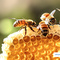 Mehrere Bienen sitzen auf einer Honigwabe.