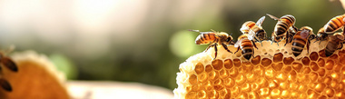 Mehrere Bienen sitzen auf einer Honigwabe.